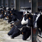 Vacas estabuladas en una explotación ganadera.-D. S.