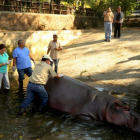 Imagen del día 25 de febrero de 2016, cedida por la Secretaría de Cultura de la Presidencia de El Salvador que muestra al personal del zoológico nacional, atendiendo a un hipopótamo en San Salvador-EFE