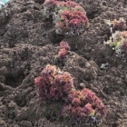 Una huerta de Villa del Prado por la presencia de jabalíes.-UGAMA