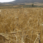 Los cultivos sorianos, afectados por la sequía y por el pedrisco.-A. M.
