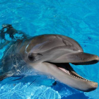 Los delfines están entre las especies más inteligentes que habitan en el planeta.-