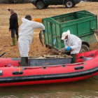 Operarios de la Junta con la ayuda de la embarcación de la CHD, recogen carpas muertas del embalse de La Cuerda del Pozo-ICAL