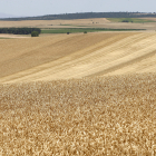 Imagen de un campo de cereal en la provincia.-HDS