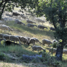 La sequía también ha afectado gravemente a los pastos en la provincia de Soria.-V. G.