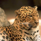 La vida de los animales del Zoológico Metropolitano de Maracaibo está en peligro.-AGENCIAS