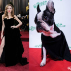 Un timelapse de los perros de la oficina Rover.com recrean algunos looks de la alfombra roja de los Oscars.-ROVER.COM