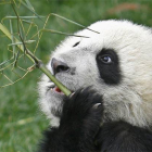 Un oso panda se come un tallo de bambú.-Foto: AFP / LIU JIN