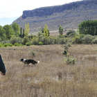 Agentes de la Guardia Civil en las tareas de búsqueda ayer. / V. G. -