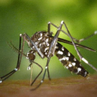 Un mosquito tigre o 'Aedes albopictus, insecto originario de Asia cuyas poblaciones se han consolidado en varios países del sur de Europa. Es un vector potencial de transmisión de enfermedades como el dengue o el chikungunya.-