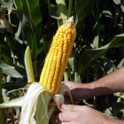 El cultivo de maíz se mantiene en Soria.-ICAL