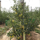 Imagen de archivo de la plantación de manzanos de Nufri. / JAVIER SOLÉ-