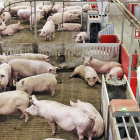 Cerdos en una granja. HDS