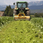 Trituración de cultivos de judía verde en Montroig del Camp que destruyen, por falta de demanda europea.-XAVIER MOLINER (EL PERIODICO)