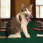 El retrato oficial del gato Larry.-UK GOVERMENT
