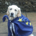 Fotografía de un perro en un colegio electoral en el Reino Unido.-