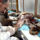 El profesor Félix de Paz durante los trabajos de disección en un ejemplar de tigre del Museo de Anatomía de la Universidad de Valladolid (UVa) para publicar un atlas anatómico del felino-Miriam Chacón / ICAL