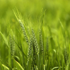 Campo de trigo en la Comunidad.-ICAL