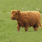 Vacas highlands con sus característicos cuernos largos y levantados, pelaje largo, y un mechón que les cae sobre los ojos y que las hace inconfundibles.-E.M.