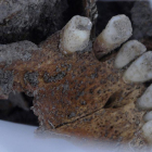 Parte de la mandíbula de un cuerpo encontrada en la fosa común en el término de Cobertelada.-RECUERDO Y DIGNIDAD