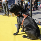 Exhibición de perros guía de la fundación ONCE en la plaza mayor de Salamanca.-Ical