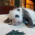 Las primeras damas de EEUU y China han bautizado como Bei bei (pequeño tesoro) a un panda gigante nacido en el zoo de Washington.-ATLAS