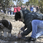 Concurso de caza de trufa con perros en Abejar.-V. GUISANDE