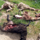 Esta es la estampa que se encontró un ganadero burgalés que sufrió un despiadado ataque en su ganadería por parte de los lobos-ICAL