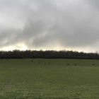 Doce ciervos en un campo de trigo en Pobar, en una imagen reciente.-- HDS