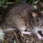Una de las ratas que se asoman al parque de la Ciutadella.-JORDI COTRINA