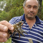 Se podrá pescar cangrejos hasta el próximo 30 de septiembre. / Valentín Guisande-