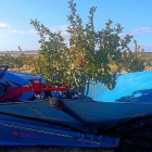 Cosecha de pistacho en una explotaciópn de Pistacyl en Valladolid.-E. M.
