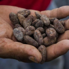 Un hombre muestra unas semillas de cacao secas en Nicaragua.-EFE/ JORGE TORRES