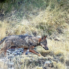 Imagen de un lobo en las inmediaciones leonesas del Parque Natural de Picos de Europa. HDS