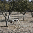 Un perro adiestrado busca trufas en una explotación-ICAL