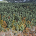 El segundo cinturón contra incendios del Cañón protegerá 200.000 pinos. VALENTÍN GUISANDE