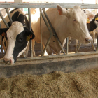 Explotación de ganado vacuno en Ribas de Campos (Palencia)