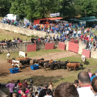 Los toros del Jueves La Saca para San Juan 2023 ya descansan en Valonsadero tras el Desencajonamiento. VERÓNICA REGLERO
