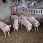 Granja porcina en Aragón-EL PERIÓDICO