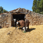 Un grupo de ovejas en una majada de Soria. HDS