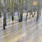 Riberas del Duero anegadas por el agua ayer en Garray. / A. M. -