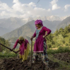 Unas mujeres laboran la tierra en la ciudad india de Dharmsala.-ASHWINI BHATIA (AP)