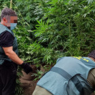 Agentes de la Guardia Civil en la tupida plantación de marihuana de Gallinero. HDS