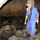 El propietario de la granja, Ramon Agustí, junto a los animales fallecidos en el ataque de la semana pasada.-ALVADOR MIRET / ACN