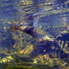 Una trucha común, en el momento de ser prendida a cucharilla en el río Tera de Zamora-LEONARDO DE LA FUENTE