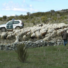 Investigan a un hombre por abandonar un rebaño de ovejas en Vadillo de la Sierra (Ávila)-ICAL