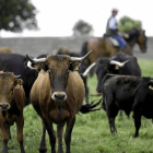 Varios toros paseando en la finca de El Rollanejo, ubicada en el municipio de El Cubo de Don Sancho.-Ical