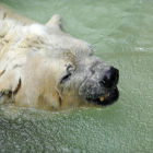 Arturo, en el el zoo de Mendoza (Argentina), en febrero del 2014.-ANDRÉS LARROVERE