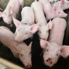 El ganado porcino encabeza las ventas en Castilla y León durante 2017.-V. G.