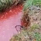 Captura de pantalla del vídeo en el que se observa el arroyo con el agua roja.-HDS