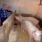 Victoriano Inaraja y Rosario Soba observan a los dos cerdos que han criado en casa desde marzo.-LAURA G. ESTRADA